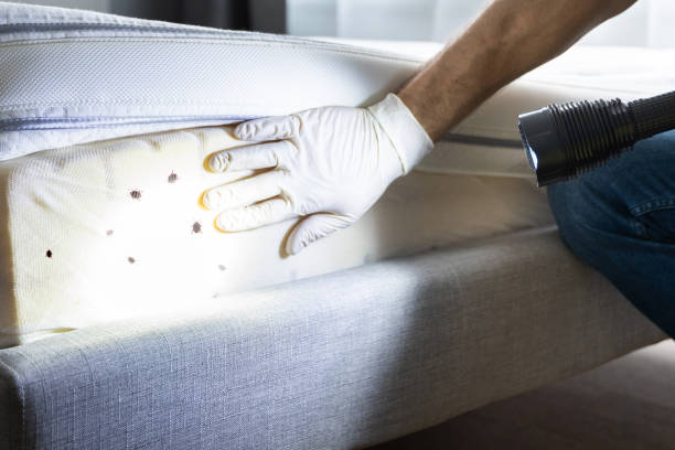 Best Termite Control Services  in East Rockingham, NC