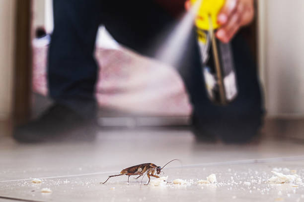 Best Bed Bug Extermination  in East Rockingham, NC